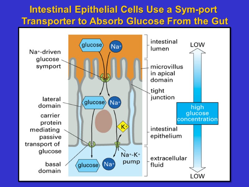 Intestinal Epithelial Cells Use a Sym-port Transporter to Absorb Glucose From the Gut